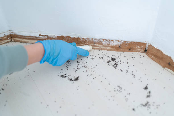 Best Termite Control Services  in Spencerville, OH